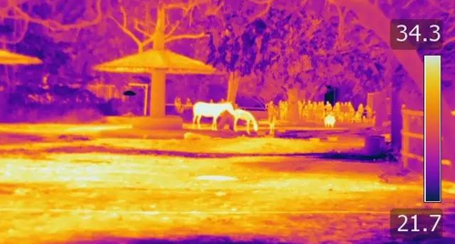紅外熱像儀自動檢測和識別野生生物